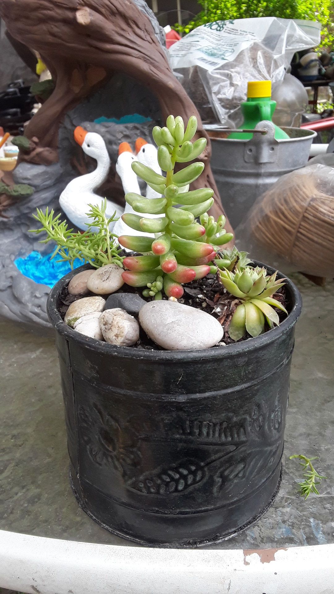 Potted succulents