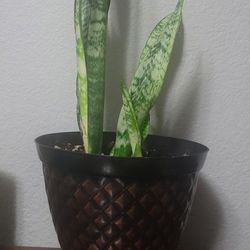 Snake Plant 🪴