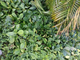 200 -1 gallon colusia multi stems take 1 or take all $3.00 each.