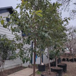Monterrey Oak Tree 13 Ft  Tall /45 Galones 