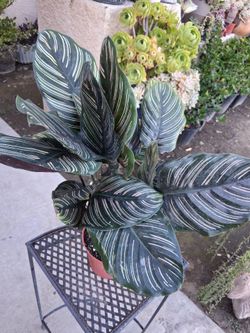 Large Calathea Ornata "Pin-stripe " Plant $35