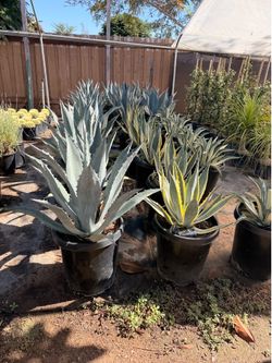 Agaves 15 gallons
