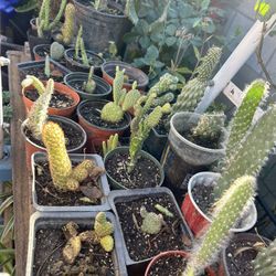 Plantas