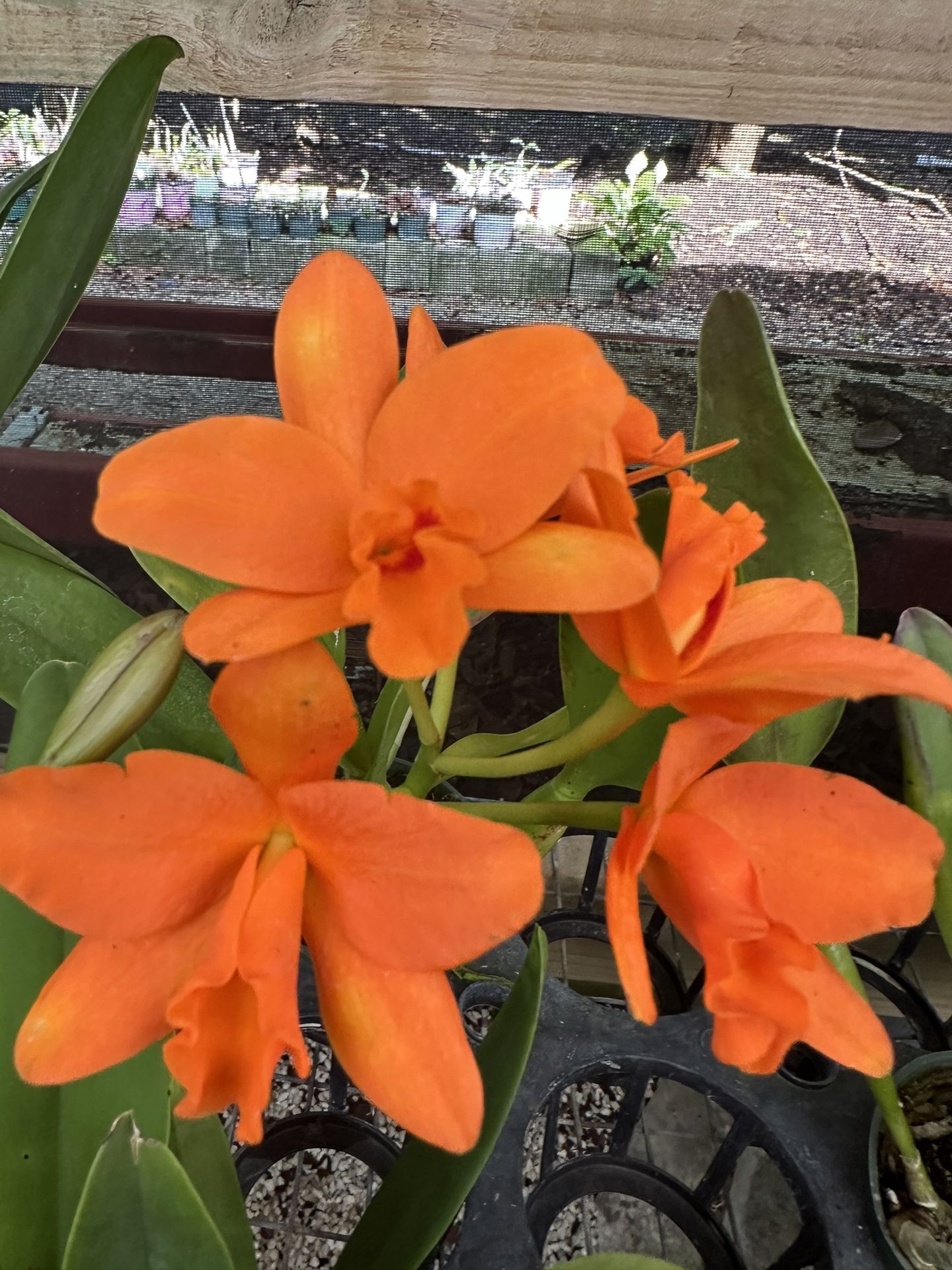 Cattleya Orchid 