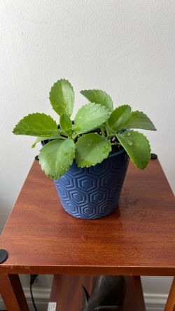 Live Houseplant Mother of Thousands Kalanchoe Two Plants in 5” Ceramic Blue Planter