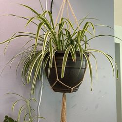 Giant Spider Plant w/ babies