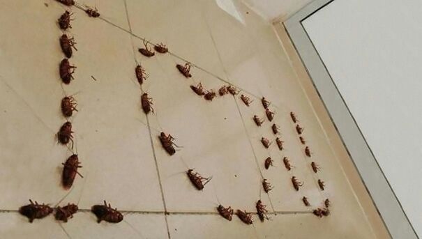 Roaches Cucarachas Pulgas Fleas