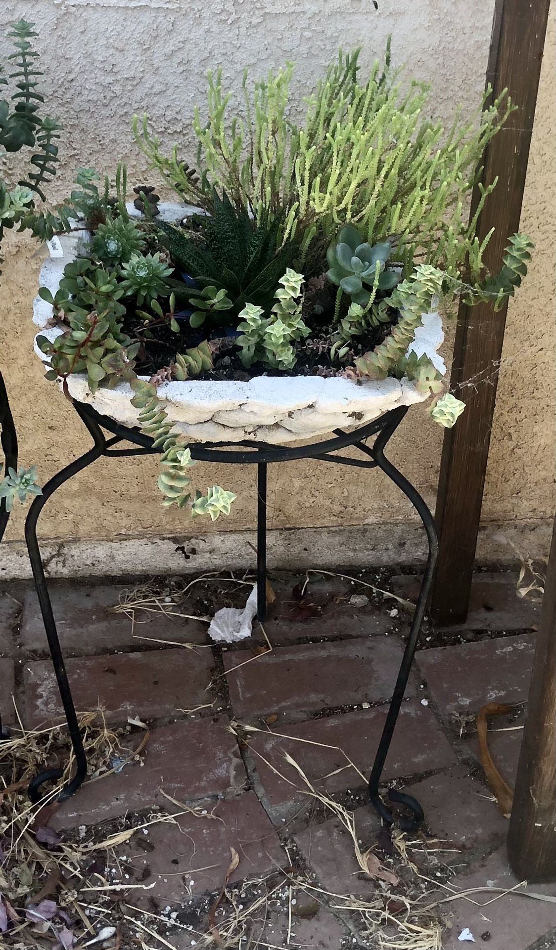 Mixed Succulents Post 4