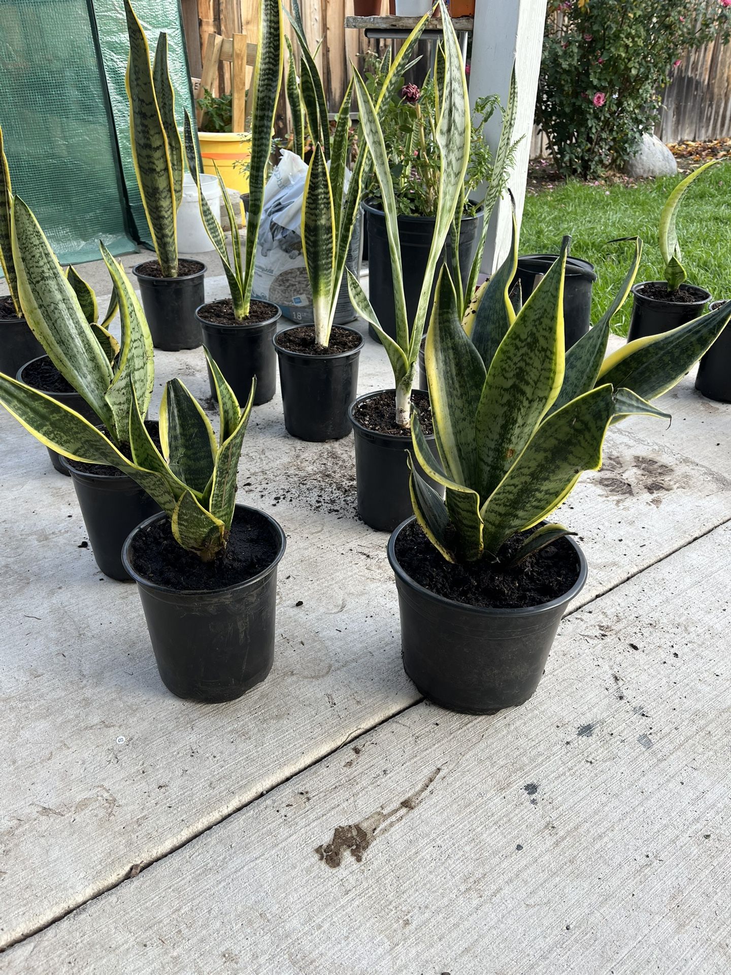 Plantas Lengua De Suegra