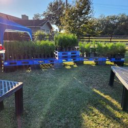 Thuja Green Giant Arborvitae trade Gallon- Bid Plant Sale