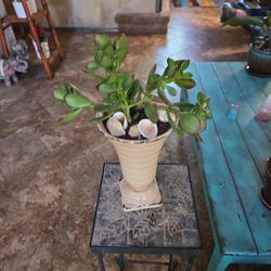Live Jade Plant In 8in Ceramic Pot 