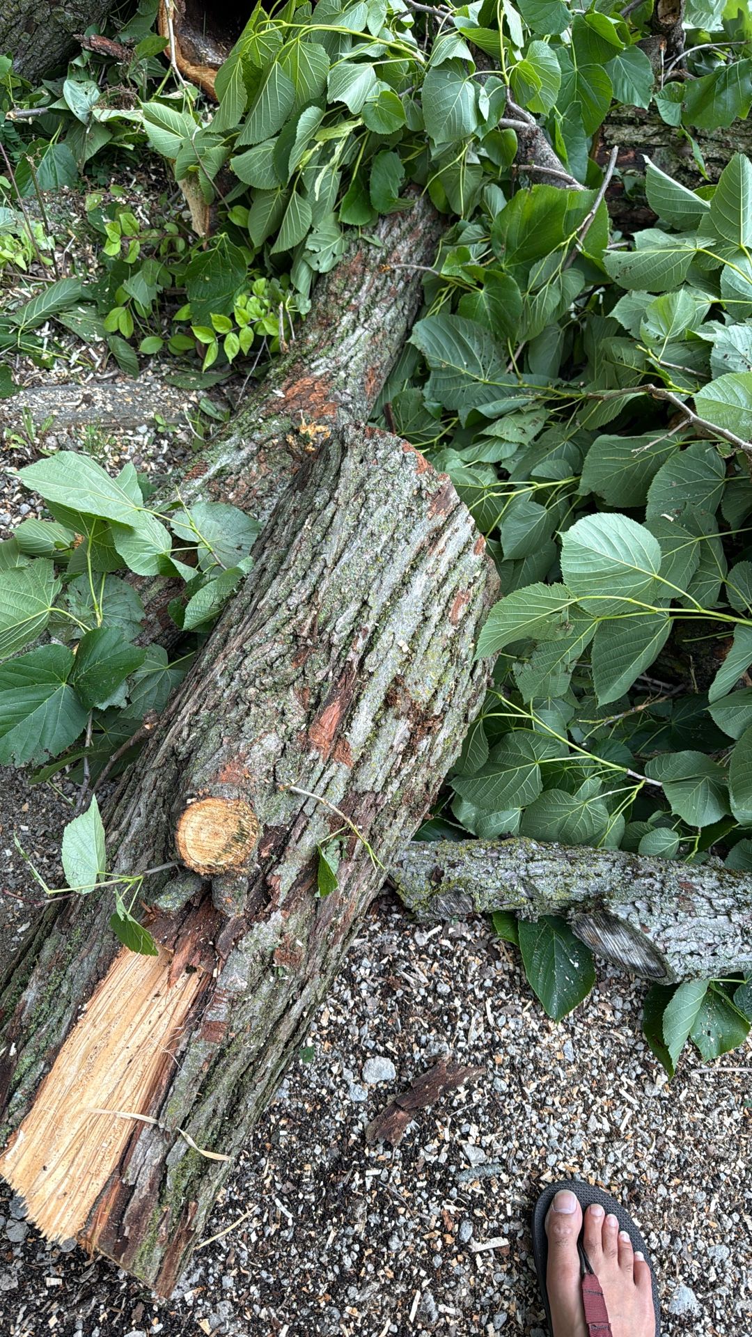 Free Firewood Logs . Unsplit