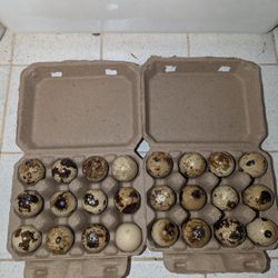 1 Dozen For $5 Quail Eggs
