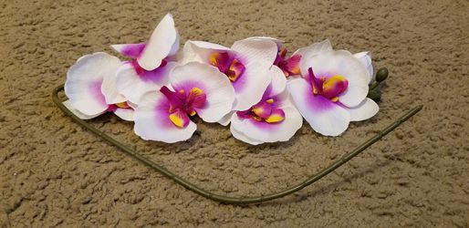 Silk Orchids