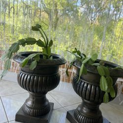 Real Plants $30 For Both 