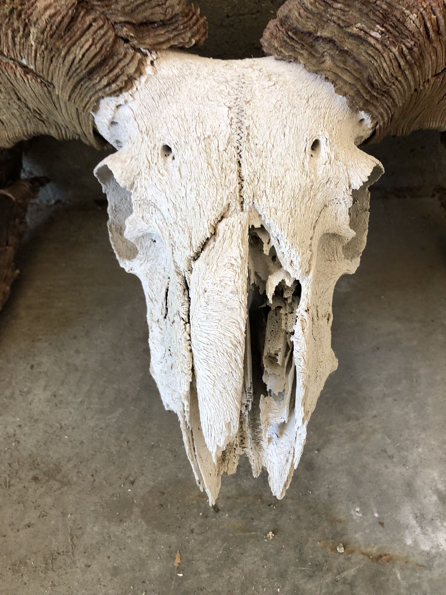 Original Bighorn Sheep Skull