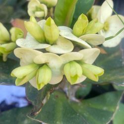 Corona De Cristo Blanco