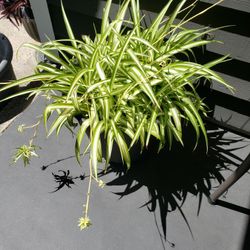 Large Spider Plant