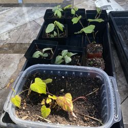 Garden Vegetable Plants Seedlings 