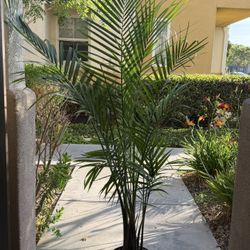 palm plant