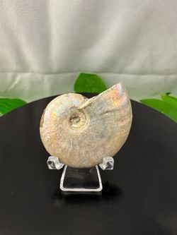 Rare Opalized Ammonite Fossil