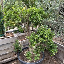 Japanese boxwood topiary bonsai 