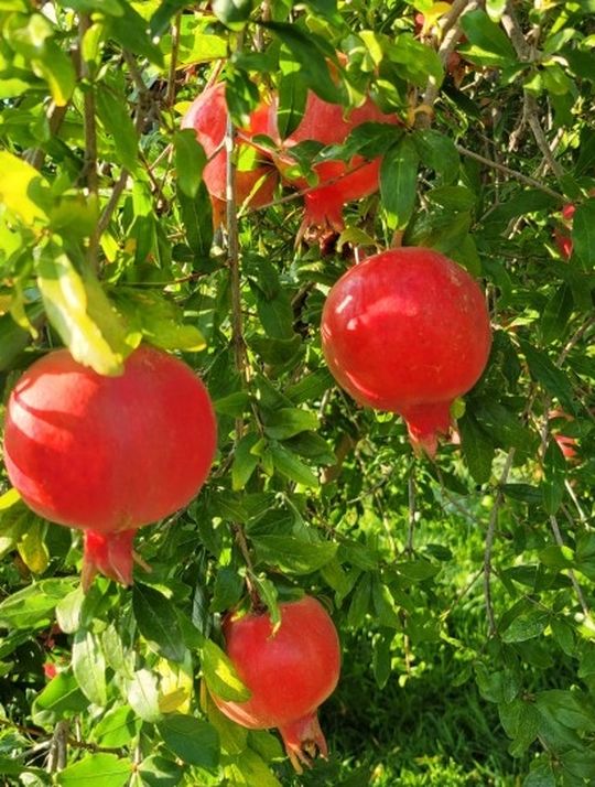 Pomegranate Tree