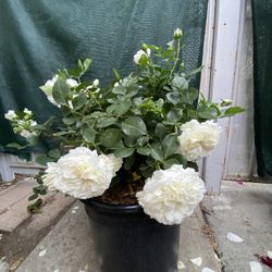 MEIDILAND WHITE ROSE BUSH PLANT, With Flowers . In 5 Gallons Pot Pick Up Only 