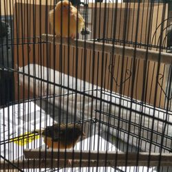 Cage for Bird ,canary, Finch,love Bird, Etc. 