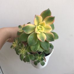 Beautiful Kiwi Aeonium Succulent Rosettes Plant