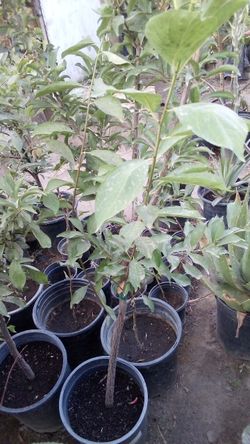 🍑Plum Tree (Elephant Heart)Ciruela