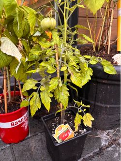 Healthy tomatoe plants tomatoes get large!!