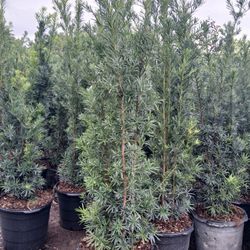 Podocarpus Hedges 15gl 6-7ft ☘️$45
