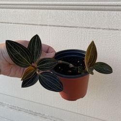 Beautiful Plant