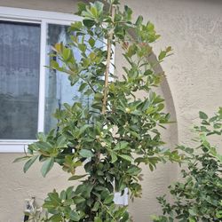 Strawberry guava Tree 