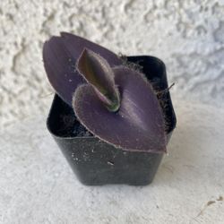 2 Inch Pot Succulent Plant - Tradescantia Pallida - Purple Heart Wandering Dude - Rooted & Established - Drought Resistant 🪴 Great Baby Shower or Wed