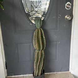 Cactus Plant Available LocAl Pick Up