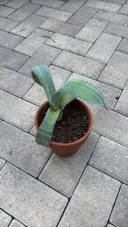 Plant for sale
