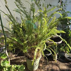 
🌿 Large Boston Fern in Gorgeous Ceramic Pot – Lush & Healthy
