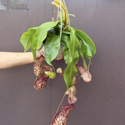 6” pitcher plant gaya 