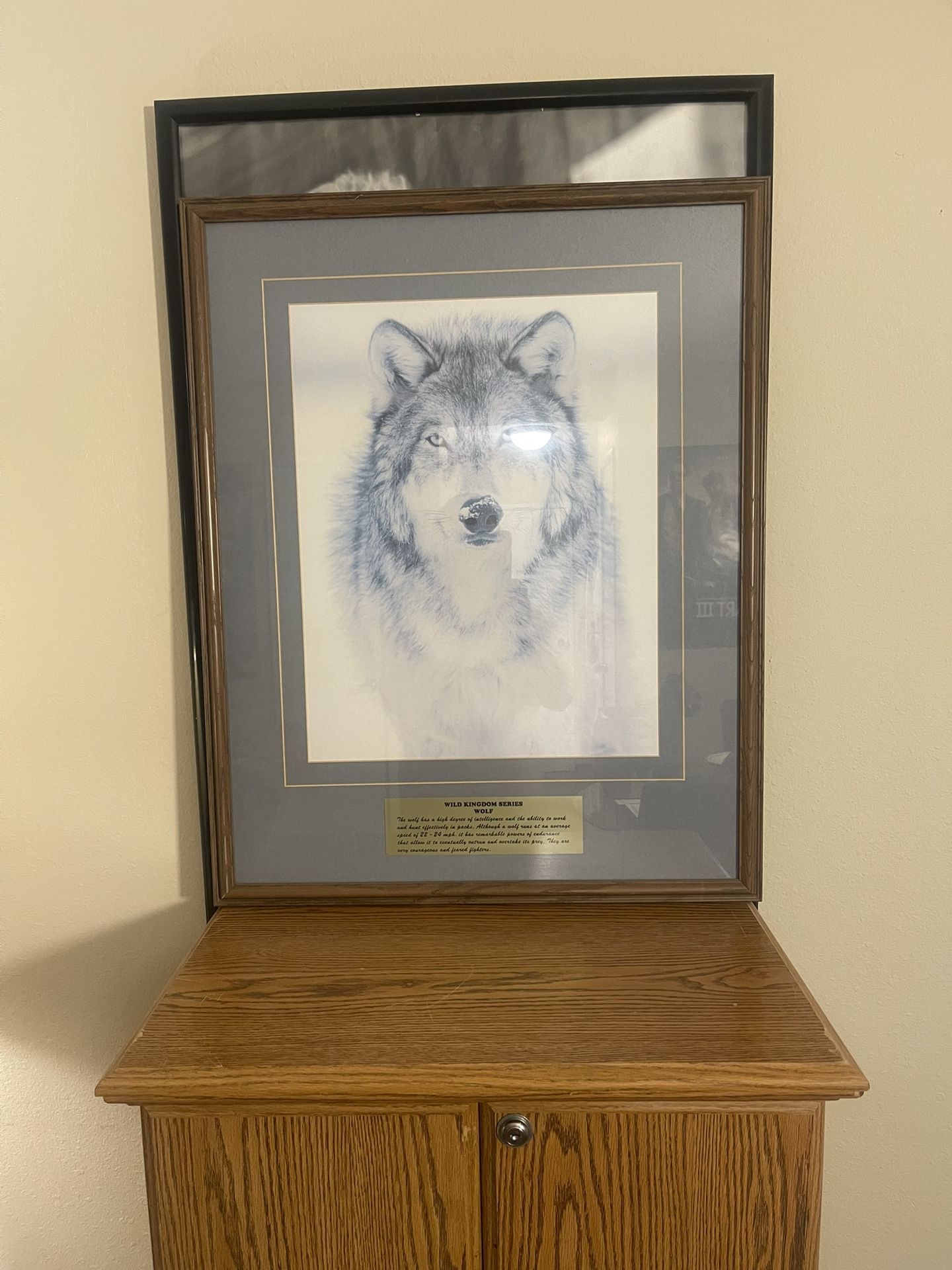 Wolf Picture. 10 Dollars