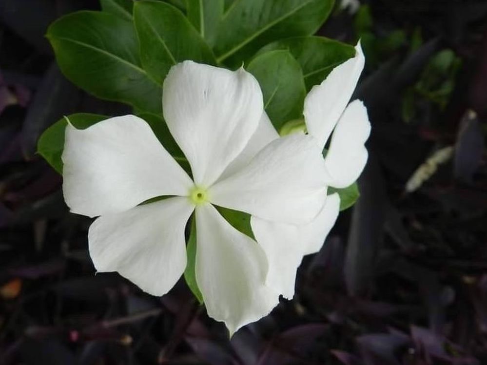 Vicaria Blanca