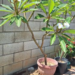 White Fragrance Plumeria