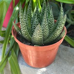 Beautiful Plant Very Healthy 