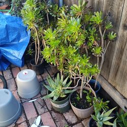 Big Plants Sale 5.00 Each Stop By