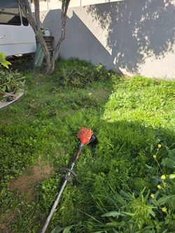 If YouNeed Yard Cut Trim Tree