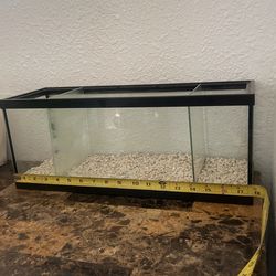 Fish Betta