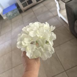 White Hydrangeas Flowers