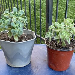 Succulents $6