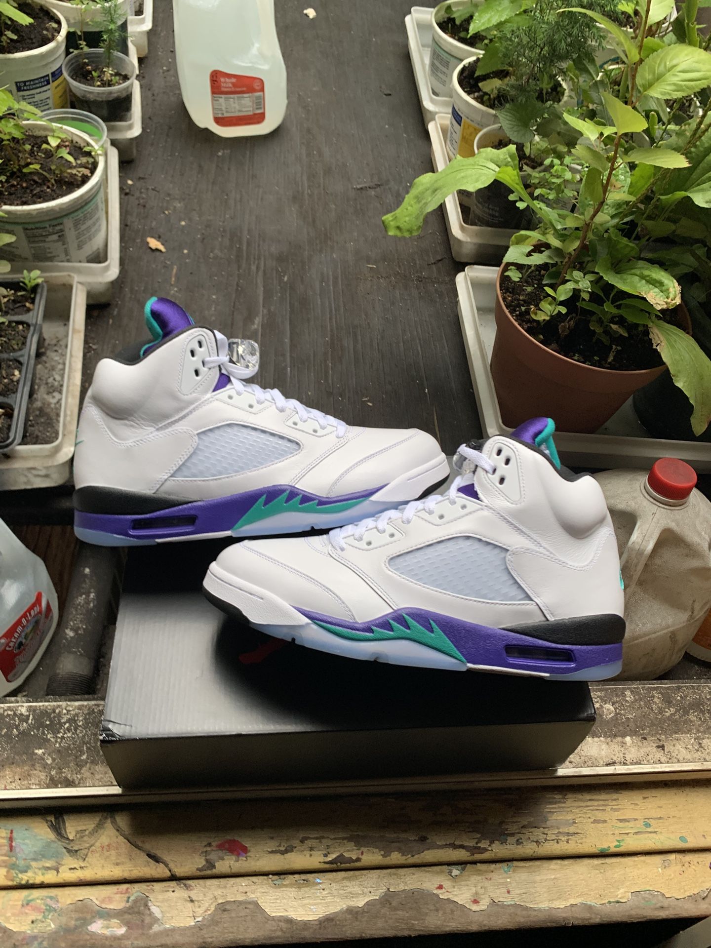 Air Jordan 5 Grape 2025 Size 12